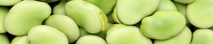 fava bean protein