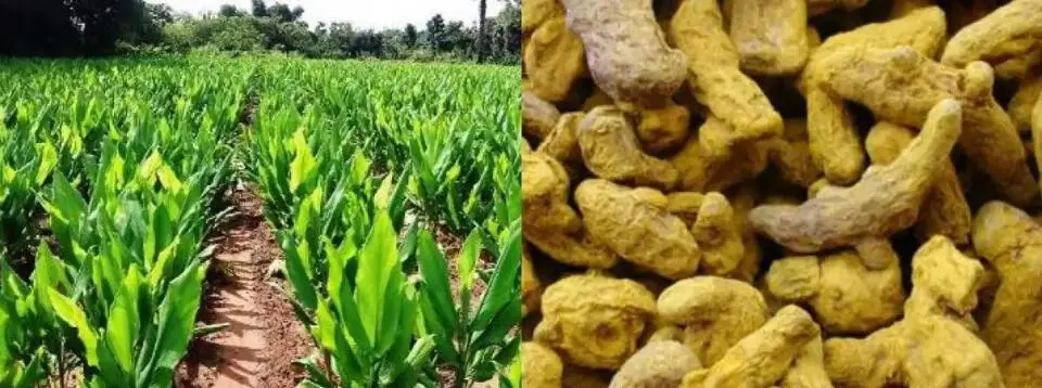 Turmeric Root Extract Powder Turmeric Root Extract Powder