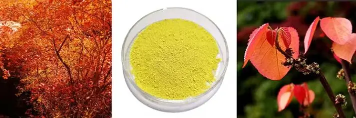 FISETIN POWDER