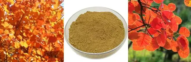 Fisetin Powder