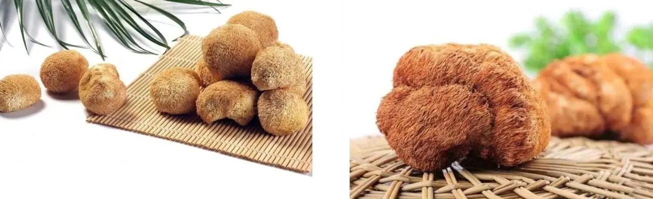 LION'S MANE MUSHROOM EXTRACT POWDER