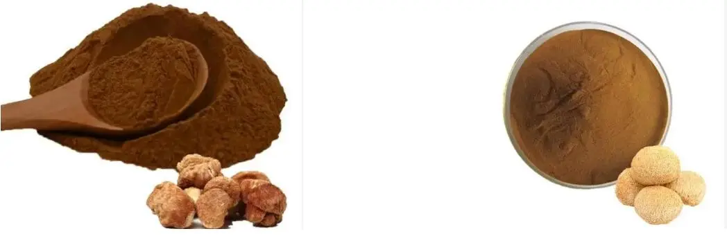 LION'S MANE MUSHROOM EXTRACT POWDER