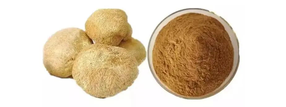 LION'S MANE MUSHROOM EXTRACT POWDER