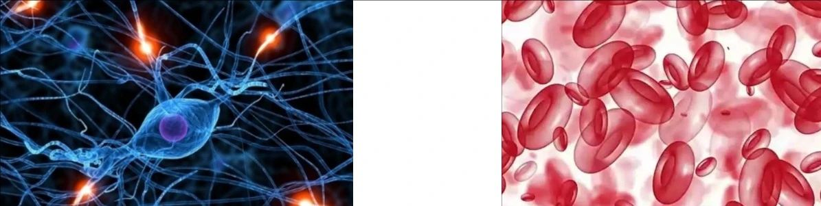 YEAST BETA GLUCAN POWDER YEAST BETA GLUCAN POWDER