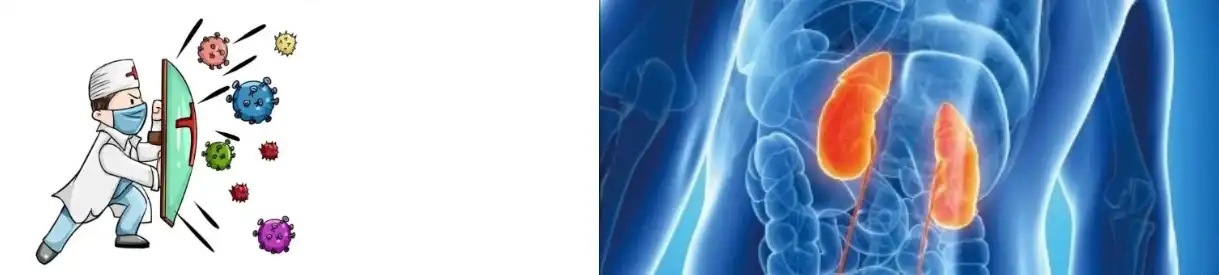 YEAST BETA GLUCAN POWDER YEAST BETA GLUCAN POWDER