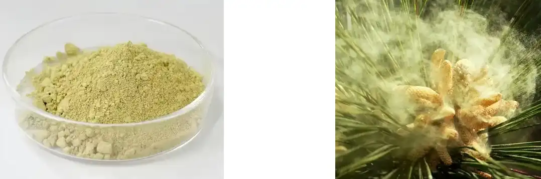 PINE POLLEN POWDER